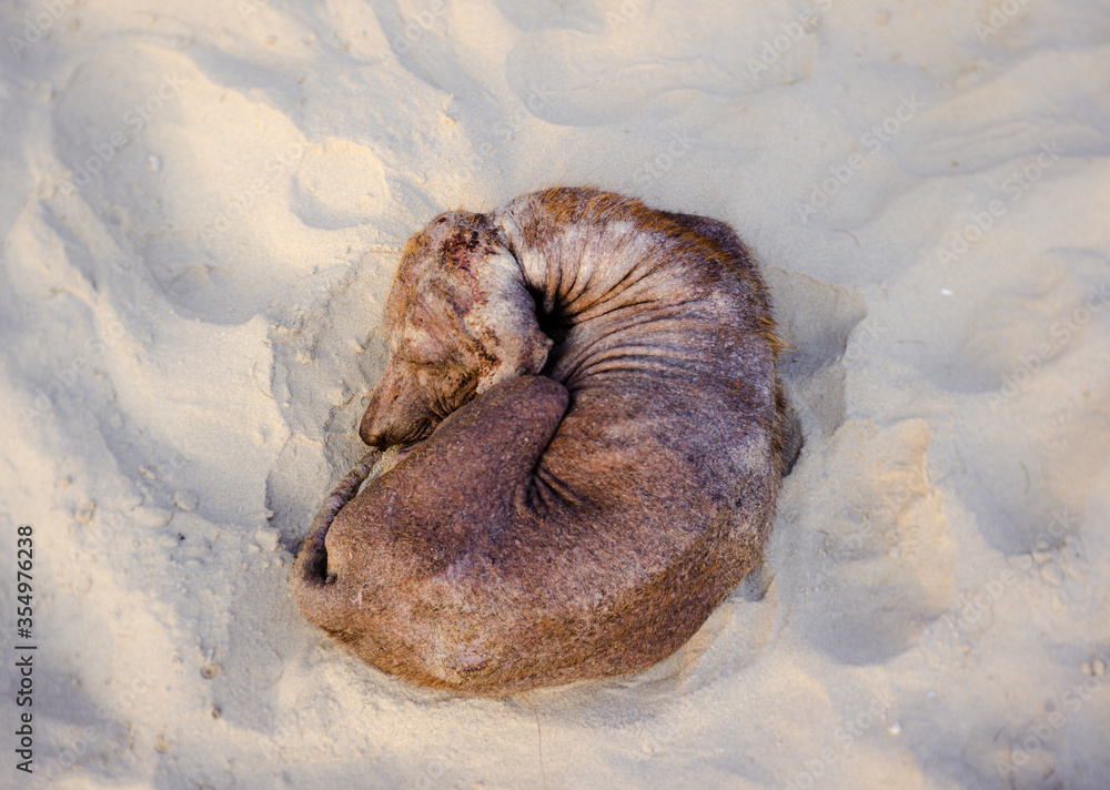 Close up of stray dog sleeping on sand