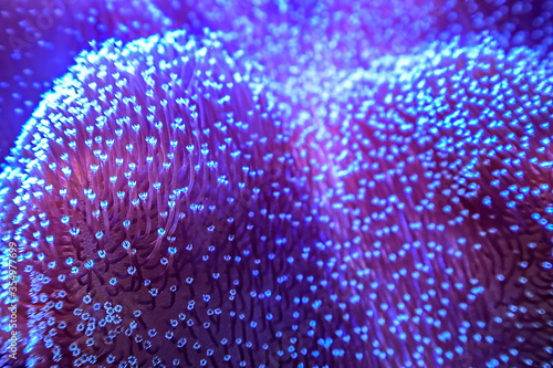 Star-shaped polyps weeping willow leather, soft coral, Sarcophyton or toadstool coral, Catalaphyllia jardinei.