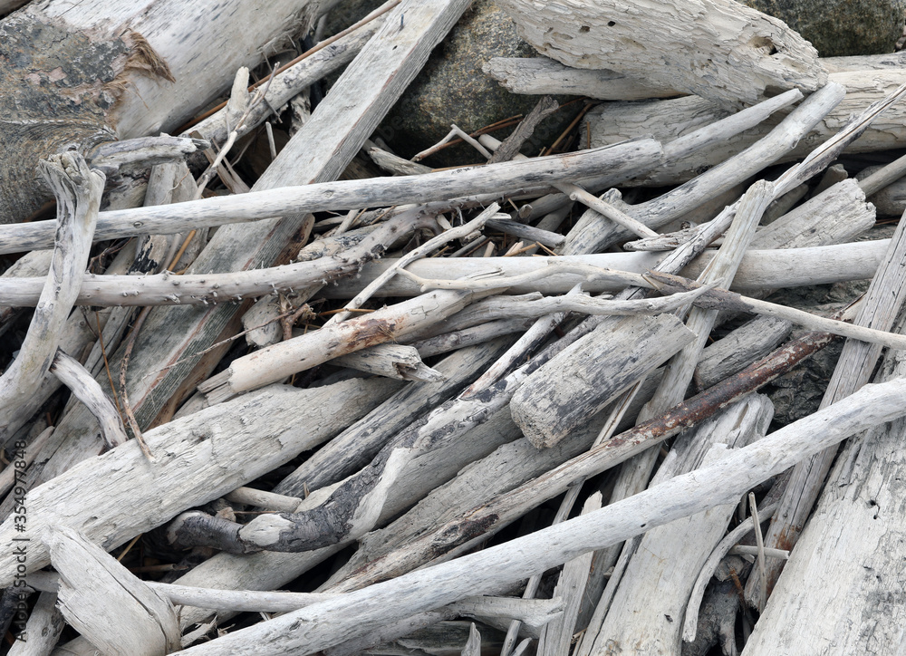 dry branches smoothed by the waves of the sea dry branches smoothed by the waves of the sea