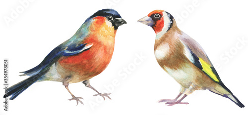 Fotografia bullfinch and goldfinch watercolor birds on white