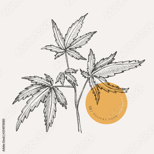 Hand-drawn cannabis branch on a light isolated background. Medicinal plant. Marijuana leaves for the design of textiles, drugs, cosmetics. Botanical vector illustration in retro style.