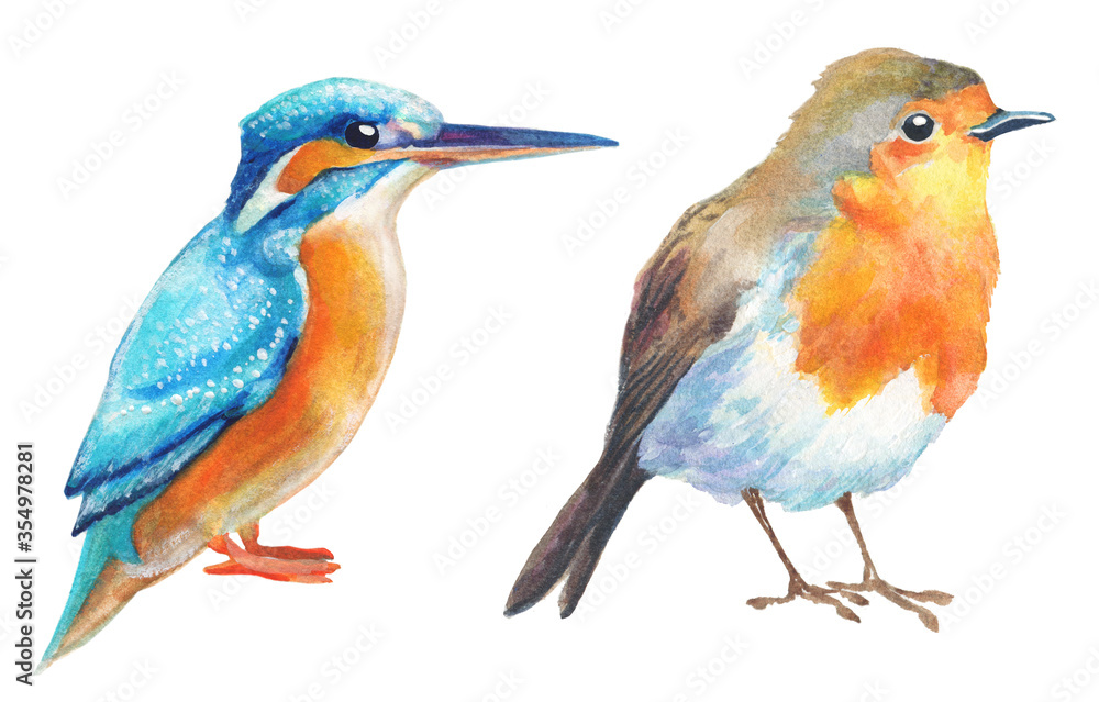 watercolor birds on white. kingfisher and robin tropical bird hand painted illustration