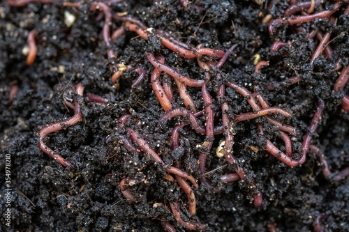 Close up of earthworms in a vermicomposting bin