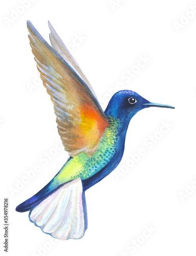 watercolor humming bird isolated on white. hand painted colorful tropical colibri bird illustration © flowerstock