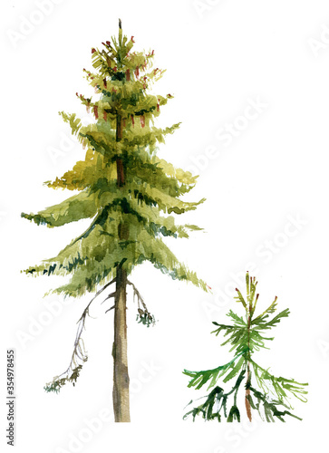 Conifer tree illustration realistic watercolour on white isolated. Pine tree. Conifer tree