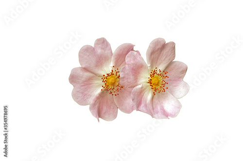 pink rosehip flowers on a white background. holiday card