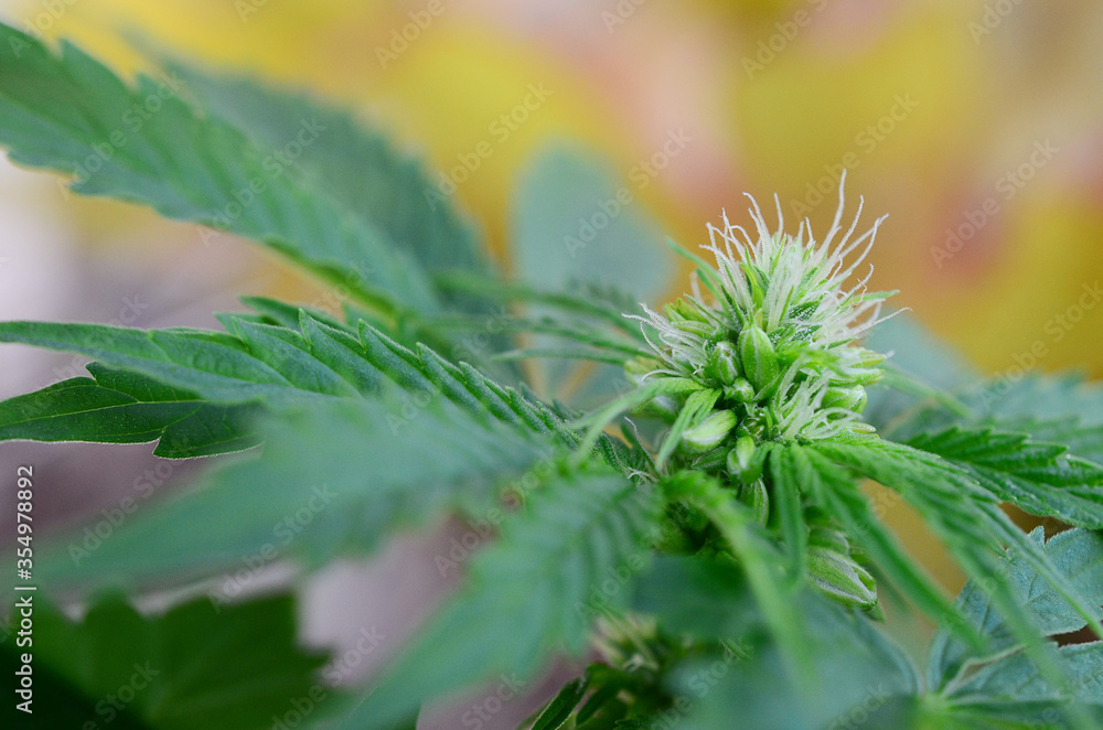 Rare plant, educational photography of hermaphrodite cannabis plant. medical marijuana plant, male cannabis and female cannabis plant. 