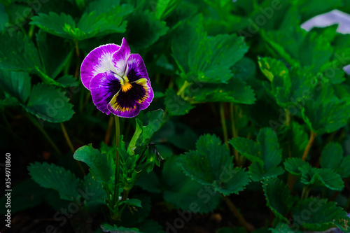 Purple pansy flower in green grass photo