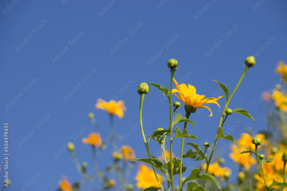Tree Marigold (Maxican Sunflower) with blue sky background Tree Marigold (Maxican Sunflower) with blue sky background