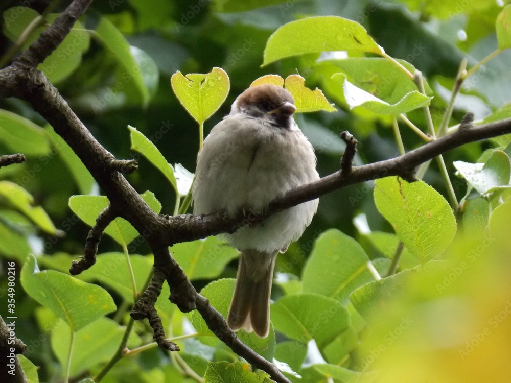 one little sparrow on a branch one little sparrow on a branch