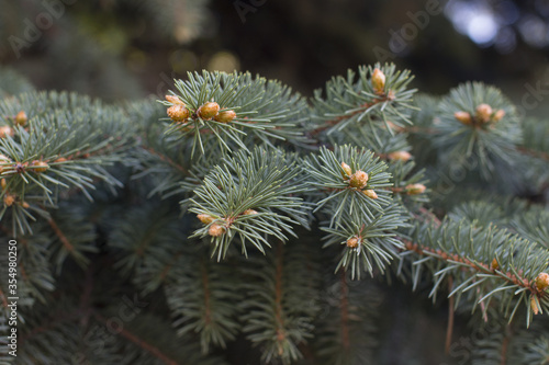 blooming fir-tree with cones. Green soft needles. © Светлана Высокос