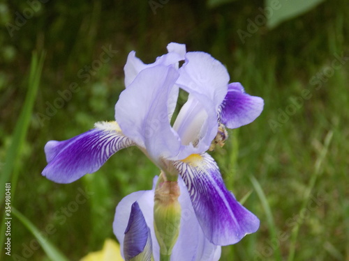 Blooming irises. Delicate petals. Rich color. Smooth color transitions. Beauty, tenderness and splendor of flowering plants.
