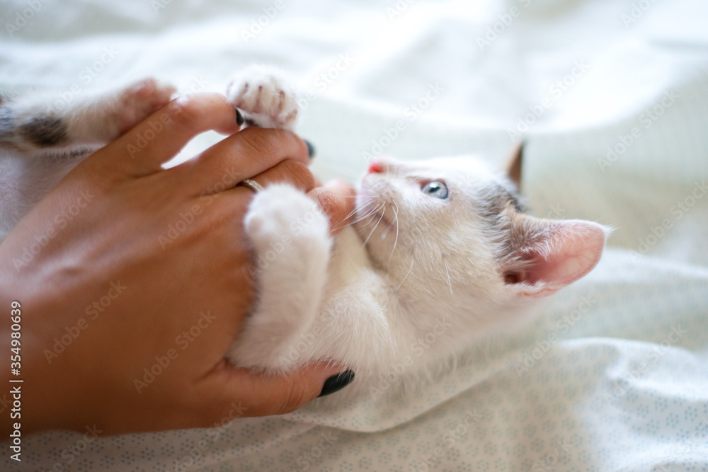 The kitten lies on its back in a white bed and plays with a female hand	