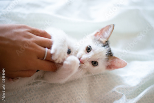 Kitten plays with a female hand in a white bed