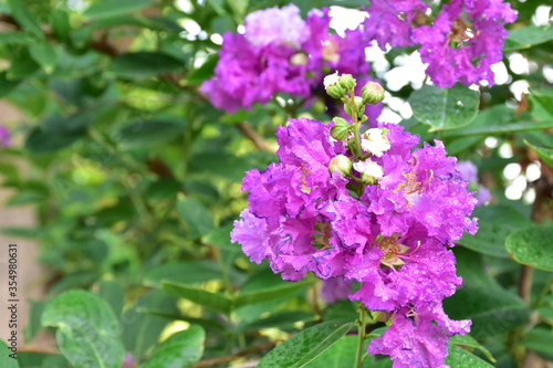 Crape myrtle flowers