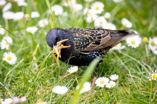 Foto starling in the garden searching worms