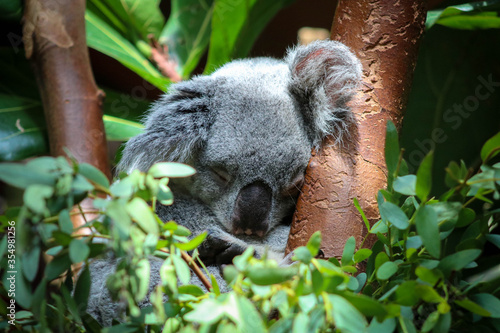 Canvas Print koala in tree