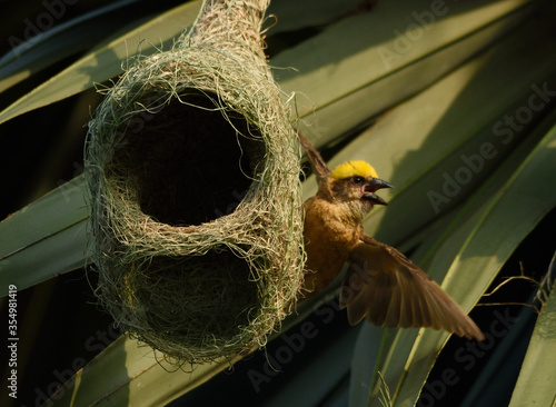 baya weaver bird in nest making