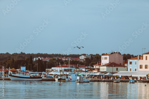 seagull flying above small city harbor © phpetrunina14