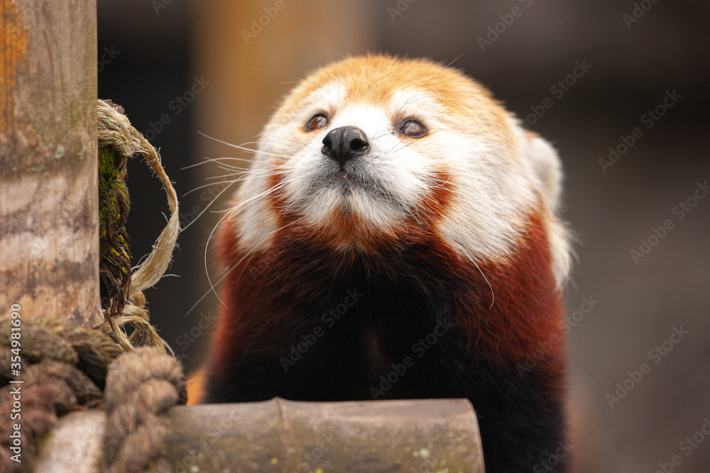 Obraz premium Red panda looks at the sky