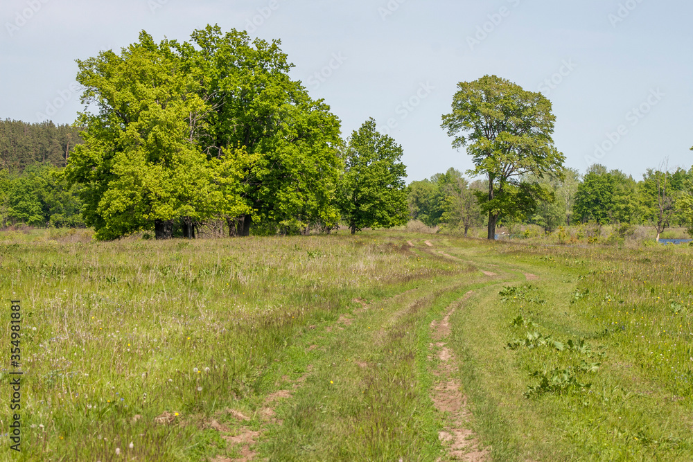 Fototapeta premium country road in a spring meadow, in the background an oak forest