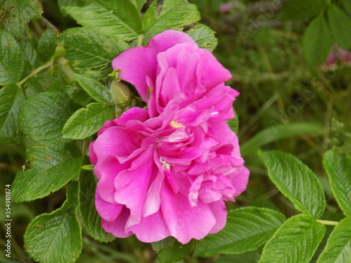 Blooming garden roses. Juicy color. Delicate petals. Bright green leaves. © Lesovichka