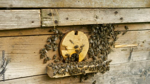 Honey Bees on Hive Entrance Hole. Flying Away and Returning. Slow motion - 1/2 speed of 60 fps photo