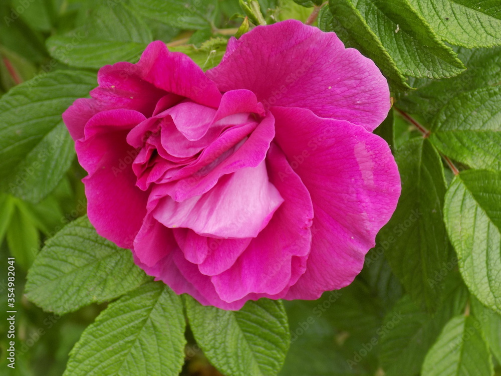 Blooming garden roses. Juicy color. Delicate petals. Bright green leaves. Blooming garden roses. Juicy color. Delicate petals. Bright green leaves.