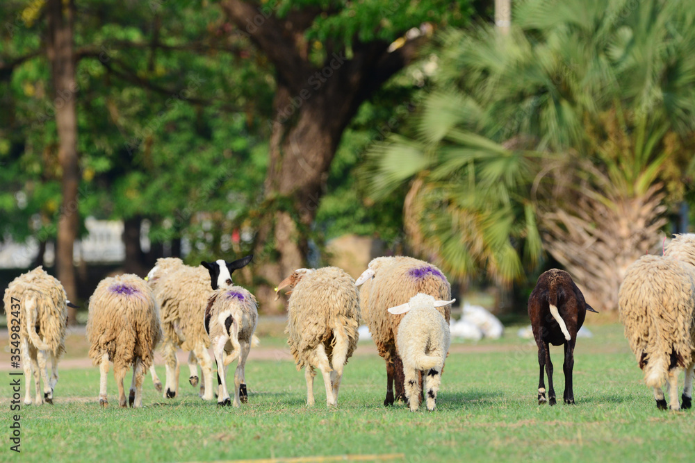 sheep eating grass.