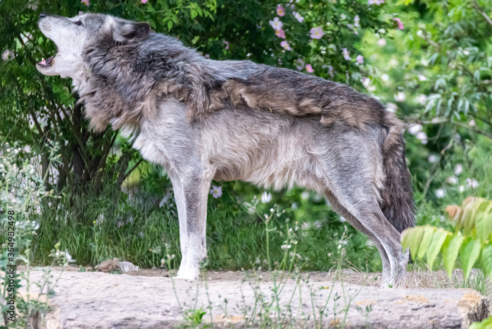 Timberwolf in his territory during fur change Timberwolf in his territory during fur change