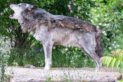 Timberwolf in his territory during fur change