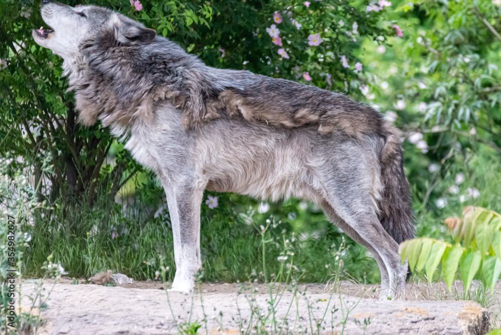 Timberwolf in his territory during fur change Timberwolf in his territory during fur change