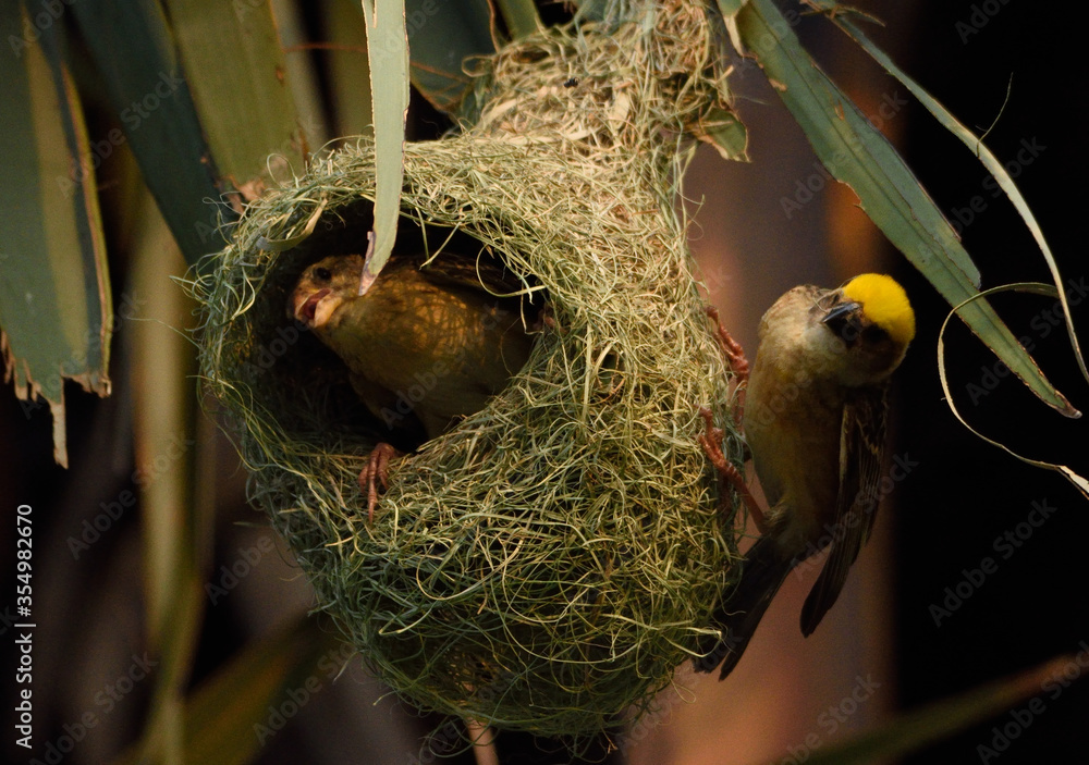 baya weaver bird in nest making
