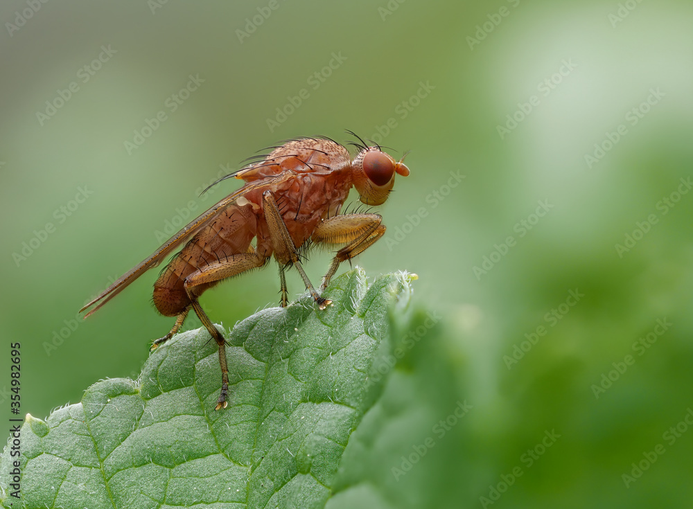 Makroaufnahme einer Scheufliege (Suilia affinis) auf einem Blatt vor natürlichem grünen Hintergrund