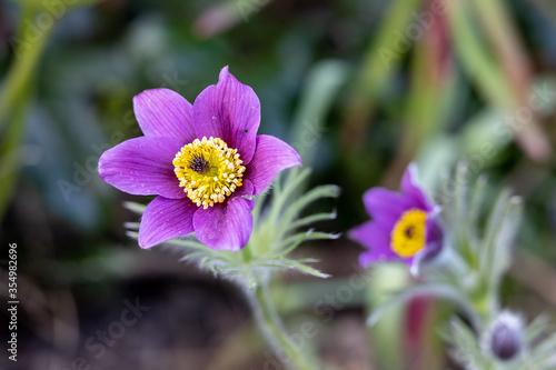 pasqueflower on the meadow in the garden
