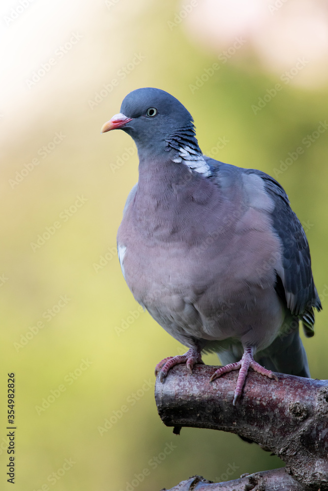 Obraz premium Wood pigeon in the garden on evening