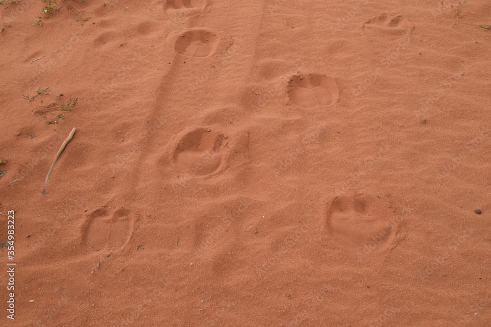 Footprints of camels in the sand of the Wadi Rum Desert, Jordan Footprints of camels in the sand of the Wadi Rum Desert, Jordan