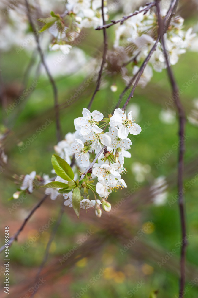 Apple tree flowers through the fence net. Apple tree flowers through the fence net.
