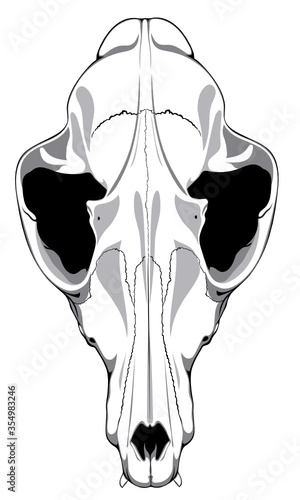 Image of a fox skull that can be used for printing on T-shirts, as a logo or for tattoos.