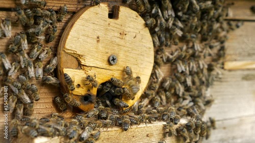 Honey Bees on Hive Entrance Hole. Flying Away and Returning. Slow motion - 1/2 speed of 60 fps photo