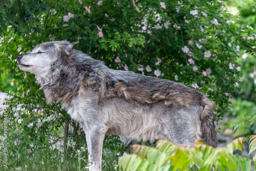 Timberwolf in his territory during fur change Timberwolf in his territory during fur change