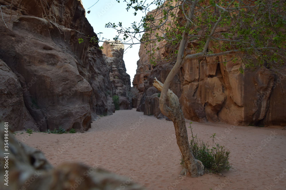 Obraz premium Huge canyon with vegetation on sandy soil in the Wadi Rum Desert, Wadi Rum Desert, Jordan (Natur, Parks/im Freien)