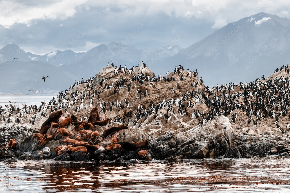 Fototapeta premium Sea lions rest next to cormorants on a stone island in the Beagle Channel, near Ushuaia (Argentina), with mountains in the background