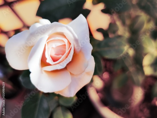 Low saturated white rose on the balkony