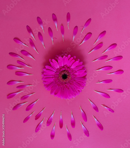 pink flower with pink background