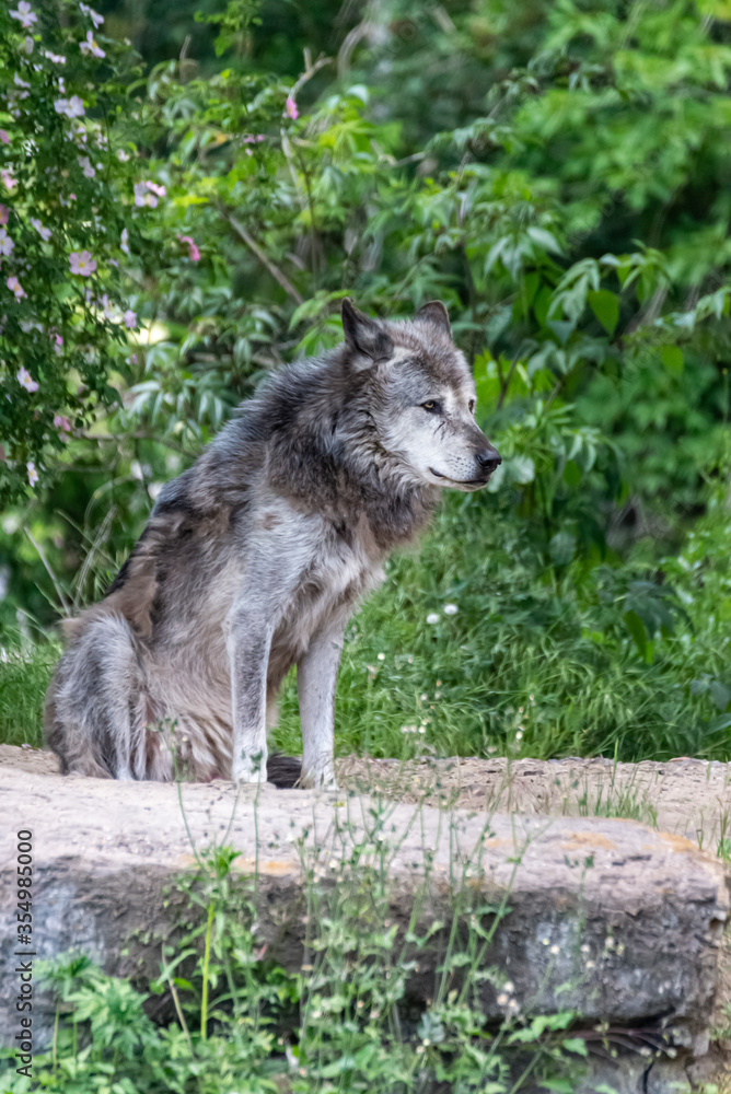 Timberwolf in his territory during fur change Timberwolf in his territory during fur change
