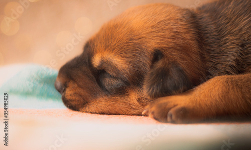puppy sleeping on a pillow © Caio