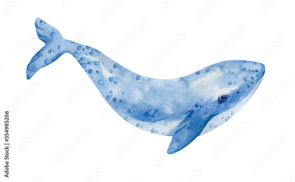 Obraz Watercolor blue whale illustration isolated on white background. Hand-painted realistic underwater animal art.