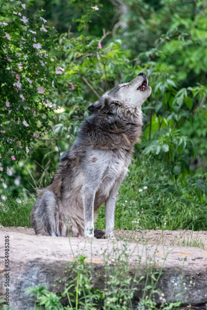 Timberwolf in his territory during fur change Timberwolf in his territory during fur change