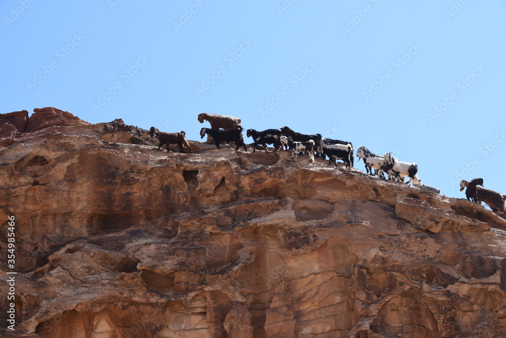 Goats standing on the rocks of Petra, Wadi Musa, Jordan